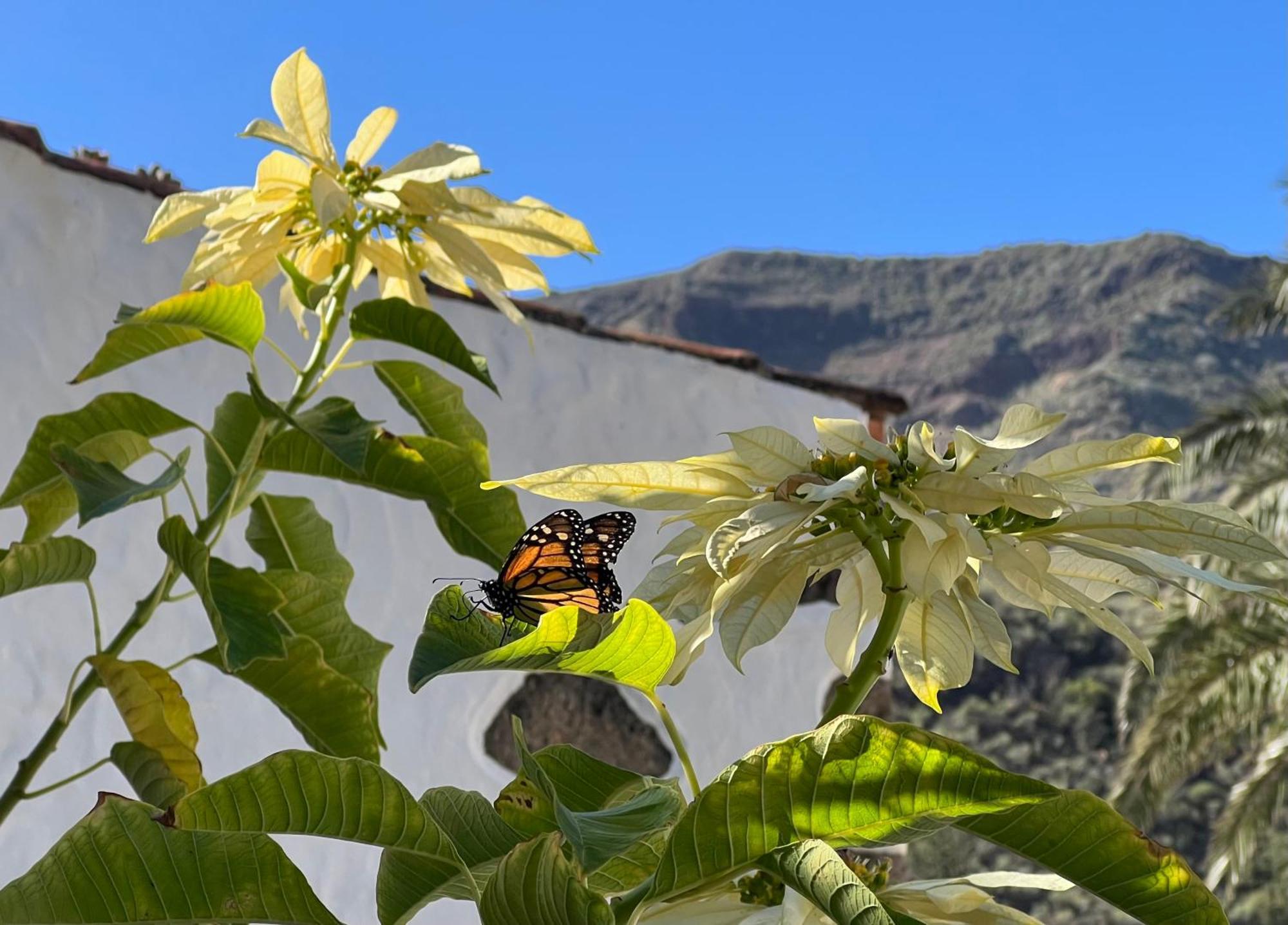 Finca Exclusiv La Mareta Agaete  Luaran gambar